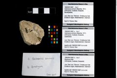 Foto (Objekt + Etikett) von Brachyura indet.  (NHMW-GEO-1990-0041-3687b)